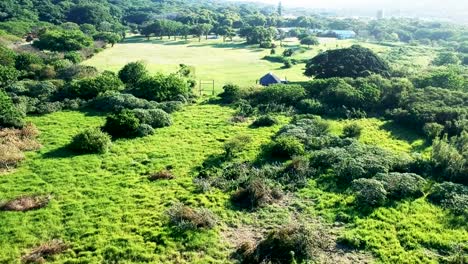 Aerial-footage-of-a-drone-moving-over-some-bushes-then-an-open-field-with-a-building-in-the-distance