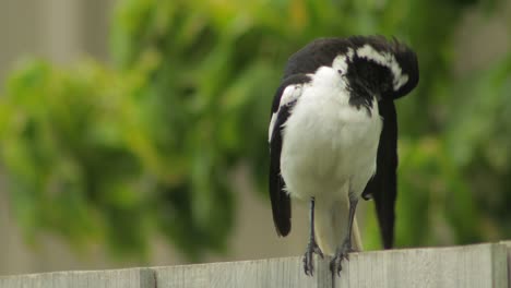 Mudlark-Vogel-Auf-Zaun-Pflegt-Sich-Australien-Maffra-Gippsland-Victoria-Tagsüber