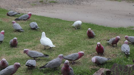 Zwei-Corella-Vögel-Mit-Vielen-Rosakakadus-Australien-Maffra-Gippsland-Victoria