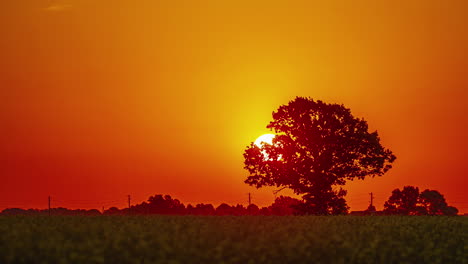 Zeitraffer-Fängt-Wunderschönen-Sonnenaufgang-über-Der-Silhouette-Eines-Hoch-Aufragenden-Baumes-Ein