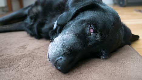 A-headshot-of-a-sleepy-black-dog-is-seen-lying-on-a-home-floor