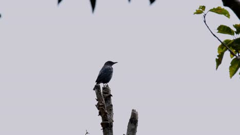 Flipping-its-tail-as-the-male-Blue-Rock-Thrush-Monticola-solitarius-is-perching-on-a-bare-branch-of-a-tree-inside-a-national-park-in-Thailand