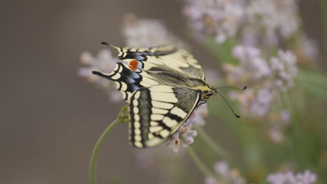 Macro-shot-of-a-newly-hatched-swallowtail-butterfly-on-lavender