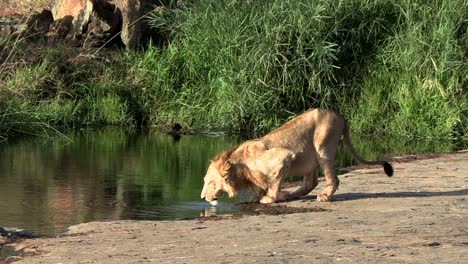 Wunderschöne-Bilder-Eines-Löwen,-Der-An-Einem-Wasserloch-Trinkt,-Umgeben-Von-Grün