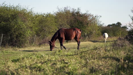 Caballo-Marrón-Castaño-Ondea-La-Cola-Con-Brida-Mientras-Pasta-Y-Proyecta-Sombra-Sobre-Pastos-Abiertos