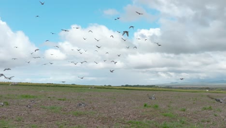 Ein-Vogelschwarm-Fliegt-Auf-Ein-Sonnenblumenfeld-In-Maui-Zu