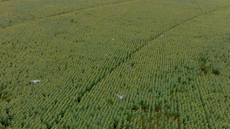 Pájaros-Volando-Sobre-Un-Enorme-Campo-De-Girasoles-En-El-Centro-De-Maui