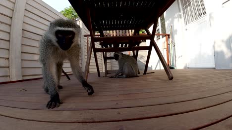 slow-motion-video-of-two-vervet-monkeys-one-under-a-table-and-the-other-looking-into-the-camera