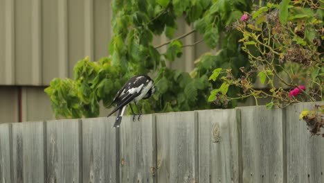 Mudlark-Bird-On-Fence-Grooming-Cleaning-Its-Feathers-Australia-Maffra-Gippsland-Victoria-Medium-Shot-Daytime