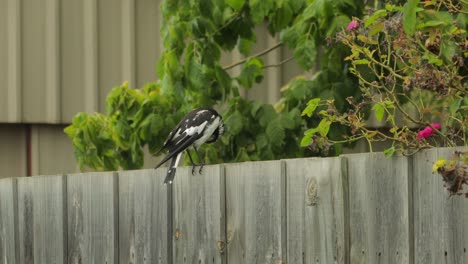 Pájaro-Mudlark-En-La-Cerca-Acicalándose-Limpiando-Sus-Plumas-Australia-Maffra-Gippsland-Victoria-Tiro-Medio-Durante-El-Día