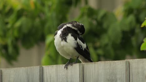 Mudlark-Bird-Grooming-Itself-Australia-Maffra-Gippsland-Victoria-Daytime-Close-Up