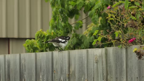 Mudlark-Bird-Stretching-Wings-and-Puffing-Up-Feathers-Australia-Maffra-Gippsland-Victoria