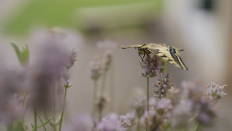 Makroaufnahme-Eines-Frisch-Geschlüpften-Schwalbenschwanz-Schmetterlings-Auf-Lavendel