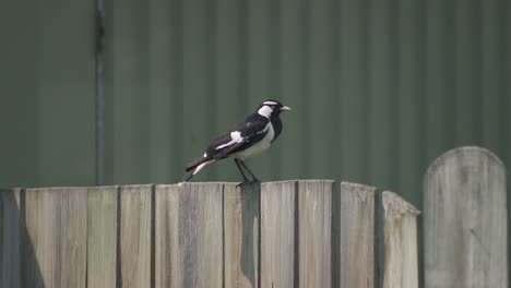 Male-Magpie-lark-Mudlark-Perched-On-Fence-In-Garden-Australia-Maffra-Gippsland-Victoria