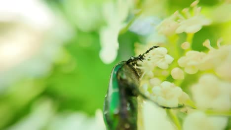 Grüner-Rosenkäfer-Cetonia-Aurata-Frisst-Weiße-Blüten,-Makrovideo