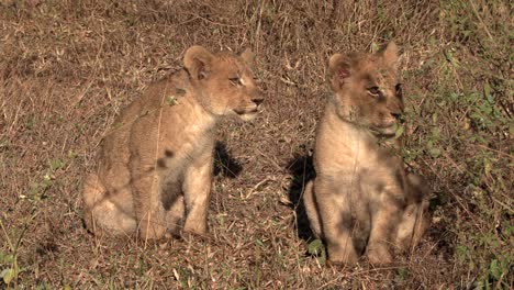 Two-little-lion-cubs-sit-together-in-the-bush-looking-around