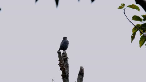 Perching-on-a-bare-branch-and-looking-to-the-left-side-of-the-frame,-a-male-Blue-Rock-Thrush-Monticola-solitarius-looks-back-down