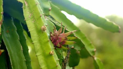 Red-dragon-fruit-forming-in-plant,-closeup-unripe