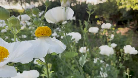 White-Matilja-Poppies-in-a-Park