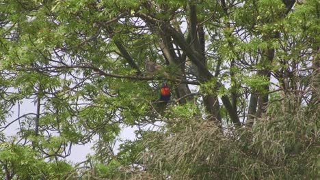 Lori-Arcoíris-Y-Paloma-Posada-En-Un-árbol-Australia-Maffra-Gippsland-Victoria-Durante-El-Día-Caluroso