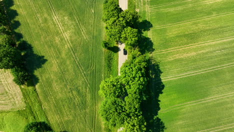 Aerial-view-of-a-road-lined-with-trees-running-through-green-fields,-with-a-car-traveling