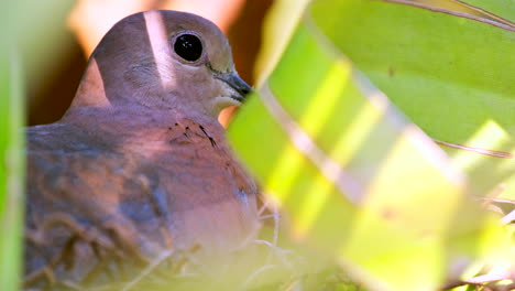 Mother-laughing-dove-sitting-on-her-nest-in-tree,-extreme-closeup