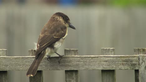 Baby-Jugendlicher-Junger-Würger-Thront-Auf-Zaun-Spalier-Und-Fliegt-Dann-Davon-Australien-Gippsland-Victoria-Maffra