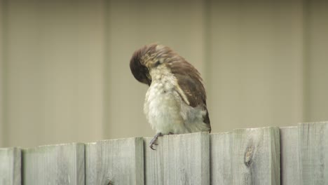 Baby-Ködervogel-Thront-Auf-Zaun,-Putzt-Sich-Und-Fliegt-Dann-Weg,-Australien,-Gippsland,-Victoria,-Maffra