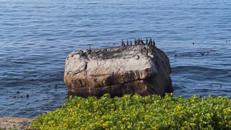 Seabirds-sitting-on-Rocks-overlooking-ocean