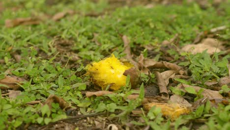 Rote-Mango-Auf-Dem-Boden,-Halb-Gegessen,-Fliegen-Fliegen-Herum