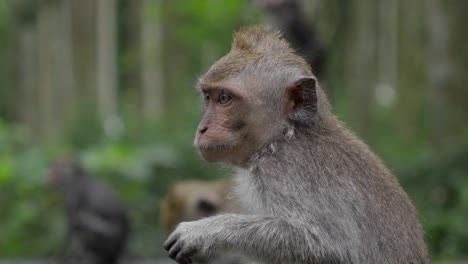 Tropischer-Natürlicher-Lebensraum-Für-Wildtiere,-Affengemeinschaft,-Balinesischer-Standort