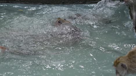 Tribu-De-Monos,-Enfriamiento,-Juego,-Salpicaduras,-Disfrutando-Del-Agua,-Cámara-Lenta