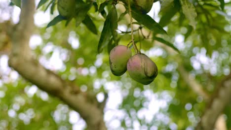 Red-mango-in-a-bunch-hanging-at-height-in-tree,-wind-blowing-leaves-in-background