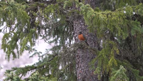 Amerikanischer-Rotkehlchen-Sitzt-Unter-Einem-Baum-In-Den-Kanadischen-Rocky-Mountains