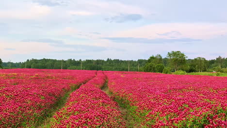 Aerial-drone-tilt-down-shot-of-colorful-pink-tulips-growing-in-a-field-with-green-trees-in-the-background-on-a-spring-day