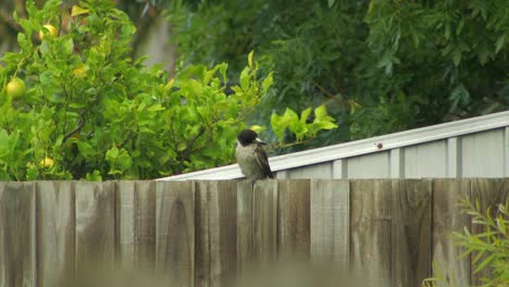 Butcherbird-Perched-On-Fence-Then-Grabs-Food-Australia-Gippsland-Victoria-Maffra