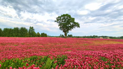 Trébol-Carmesí-Ondeando-En-La-Brisa-Con-Un-árbol-Solitario-En-El-Fondo