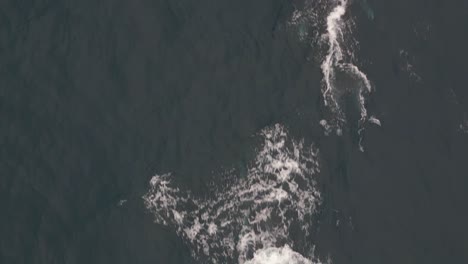 Aerial-view-pod-of-whales-blowing-water-spout-at-the-ocean-surface