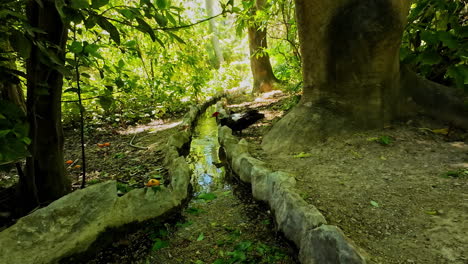 Athens-National-Garden-nature,-duck-by-small-river-creek-in-Greece