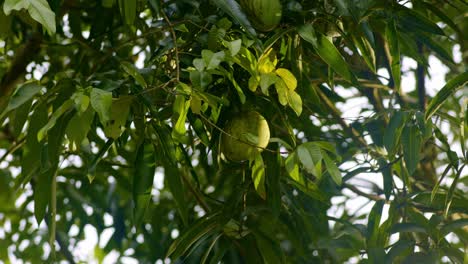 Grüne-Mango-Hängt-Hoch-Oben-Im-Baum,-Um-Blätter-Herum