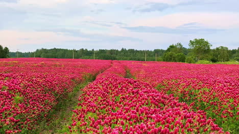 Drone-Aéreo-Inclinado-Hacia-Abajo-Disparado-Sobre-Coloridos-Tulipanes-Rosados-Balanceándose-Junto-Con-El-Viento-En-Un-Campo-En-Un-Día-De-Primavera