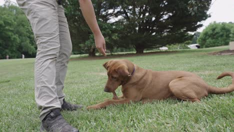 Perro-Tirado-En-La-Hierba-Esperando-Que-El-Entrenador-Le-Recompense-Con-Un-Regalo-En-Cámara-Lenta-De-4k