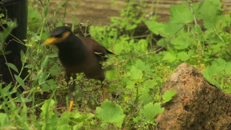 Gemeinsamen-Indischen-Myna-Vogel-Im-Blumenbeet-Garten-Australien-Gippsland-Victoria-Maffra