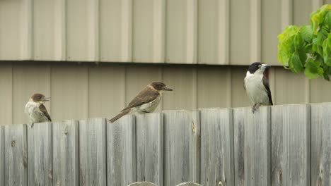 Butcherbird-Family-Perched-On-Fence-Australia-Gippsland-Victoria-Maffra