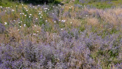 Vuelo-Orbital-Con-Drones-Donde-Vemos-Un-Grupo-De-Dos-Variedades-De-Plantas,-Una-Silvestre-Con-Flores-Violetas-Y-Las-Otras-Son-Amapolas-Con-Pétalos-Blancos-Papaver-Somniferum,-Algunas-Con-Pétalos-Rojos