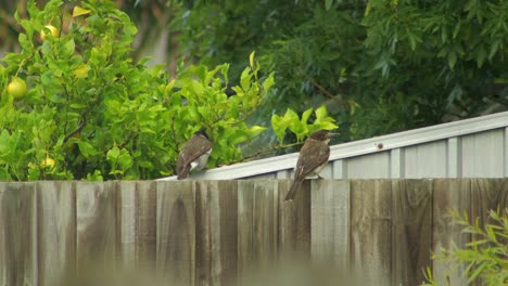 Alimentación-Butcherbird-Bebé-Carnicero-Juvenil-Encaramado-En-La-Valla-Australia-Gippsland-Victoria-Maffra