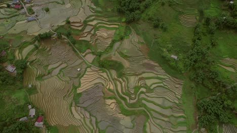 Vista-Aérea-De-Campos-De-Arroz-En-Terrazas-En-Sapa,-Vietnam,-Que-Muestran-Patrones-Intrincados-Y-Exuberante-Vegetación.