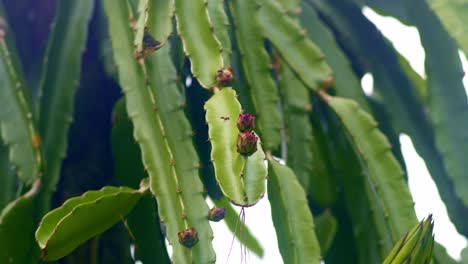 Red-dragon-fruit-with-multiple-small-flower-buds-on-green-plant,-with-bee-flying-around