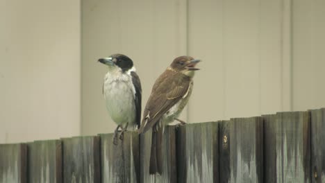 Butcherbird-and-Juvenile-Butcherbird-Perched-On-Fence-Raining-Australia-Gippsland-Victoria-Maffra