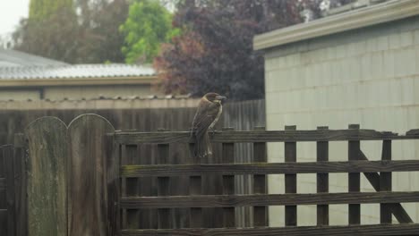 Würgerdrossel,-Weiblicher-Jungvogel,-Thront-Auf-Zaunspalier,-Es-Regnet-In-Australien,-Gippsland,-Victoria,-Maffra